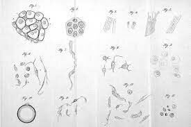La cellule considérée comme une unité de base des végétaux.