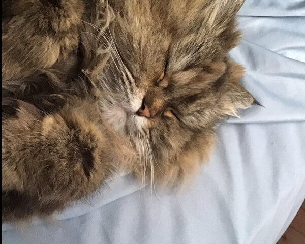 L’arrivé de mon chat