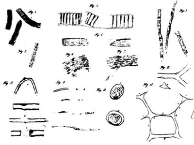 Matthias J. Schleiden