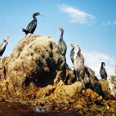 Timeline: Crisis del Estado Guanero