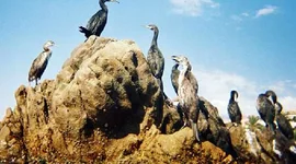 Timeline: Crisis del Estado Guanero