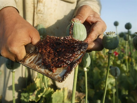 Primera Aislación del Componente de una Planta