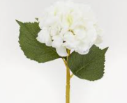 Muerte de mi Tío mas querido