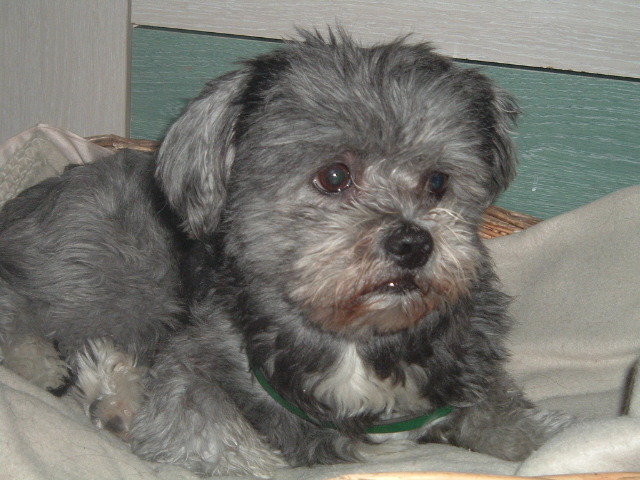 Me regalan por Reyes a mi perrito.