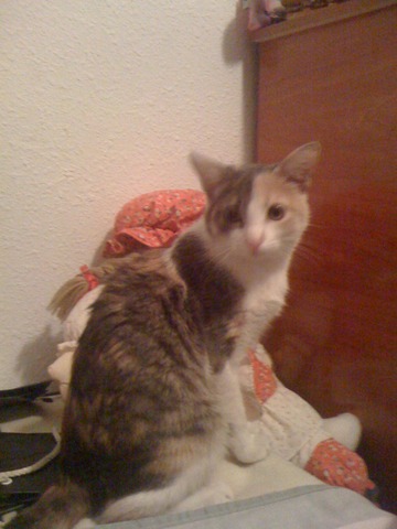 Me regalan una gatita.