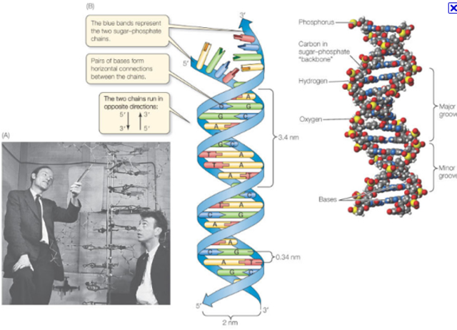 James Watson & Francis Crick