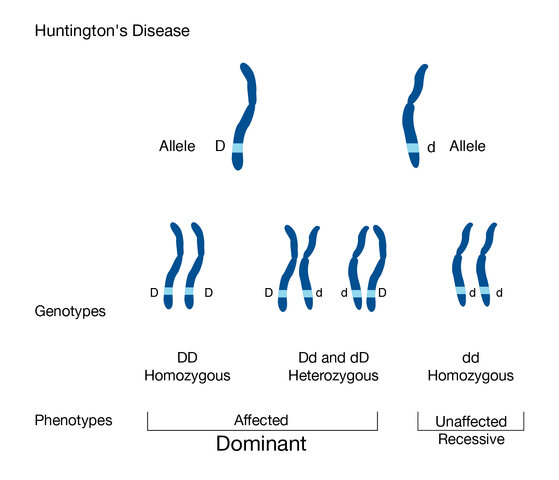 Living things have dominant and recessive traits