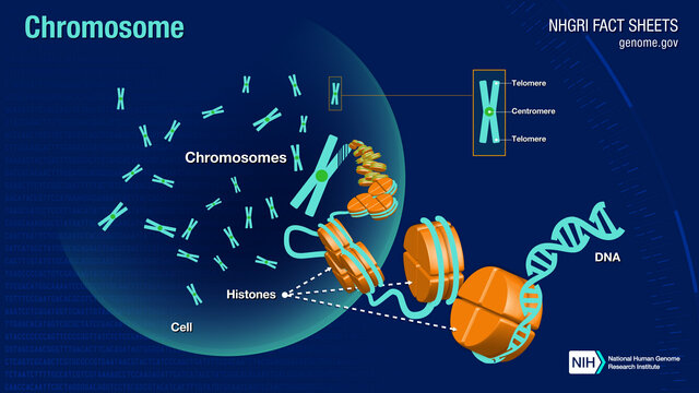 Suggests chromosomes are connected to Mendel's ideas
