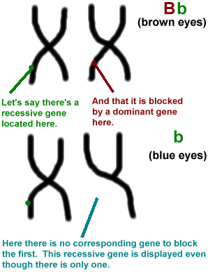 Proves Mendels and Mieschers ideas