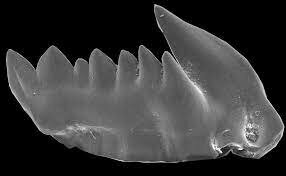 Los primeros depredadores7