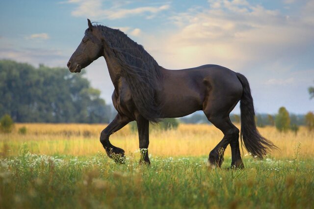 Començo a muntar a cavall