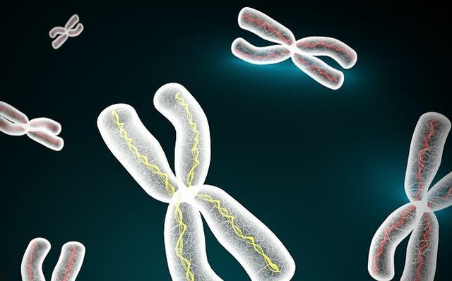 Cromosoma artificial