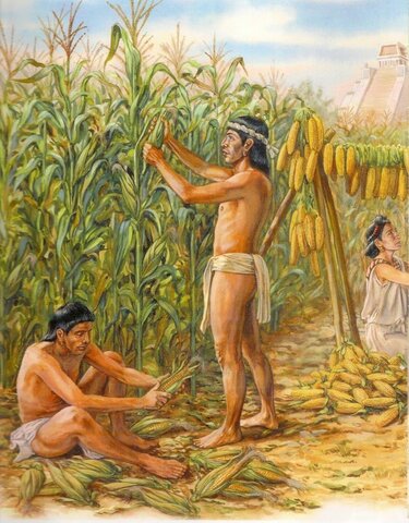 Domesticación del maíz