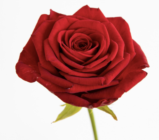 Primera rosa que em regalen