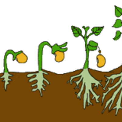 Timeline: Etapa de ciclo de vida de las plantas