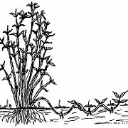 P. W. Zimmerman y A. E. Hitchok.