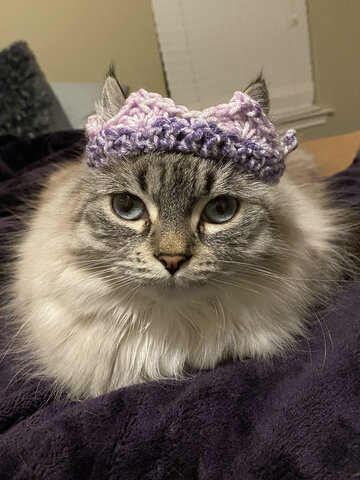 Cat Crown