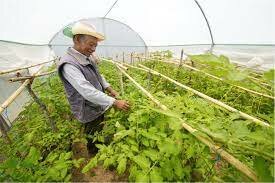 Se organiza la “Sociedad Mexicana de la Maleza”,