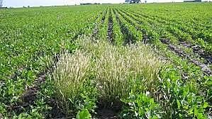 Se constituye la “International Weed Science Society” (Sociedad Internacional