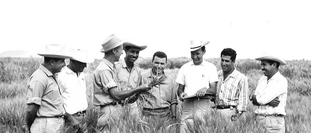 Nace el Centro Internacional de Mejoramiento de Maíz y Trigo (CIMMYT), con el objetivo de implementar investigaciones en el área de la biotecnología vegetal
