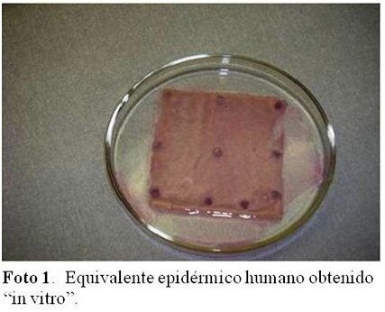 Regeneración de tejido cutáneo (piel) in vitro