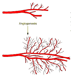 Supervivencia de las células por medio de la angiogénesis