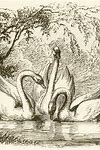 El patito feo