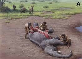 Australopithecus anamensis