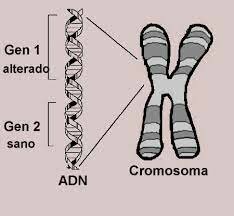 ALTERACION DE GENES