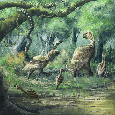 Paleogeen