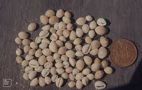 Cowrie Shells