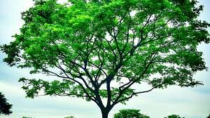 Mi primer trabajo de clase utilizando el ordenador