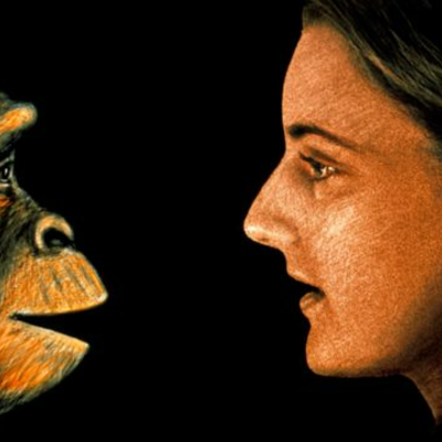 Timeline: La caminata de los hominidos