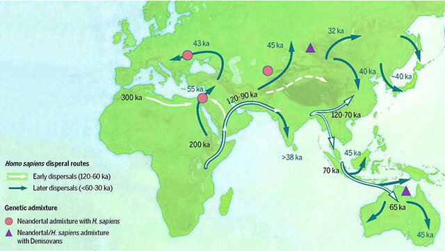 Homo sapiens sapiens