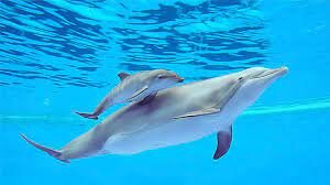 Nedo amb dofins a Mèxic