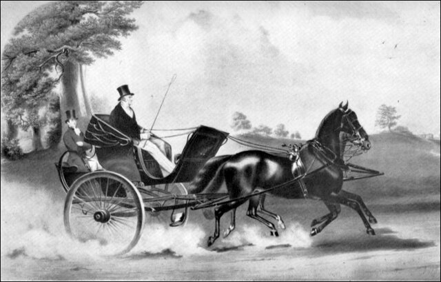Carriage Horses
