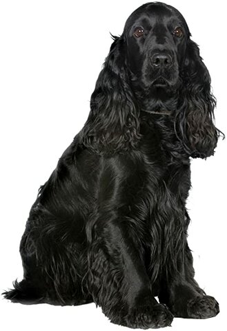 Es mor la Lola (la meva gossa)