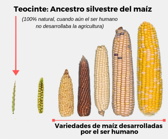 Agricultura en México