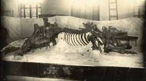 Primer Hallazgo de Molar