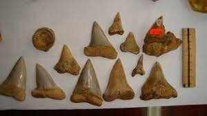 Yacimientos Fosilíferos