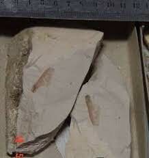 Especie Tipuana ecuatoriana