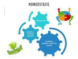 Homeostasis