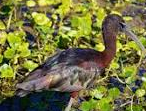 Pelican Island, Florida named first national wildlife refuge