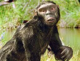 Sahelanthropus tchadensis. "Tumai"