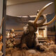 Mammoth