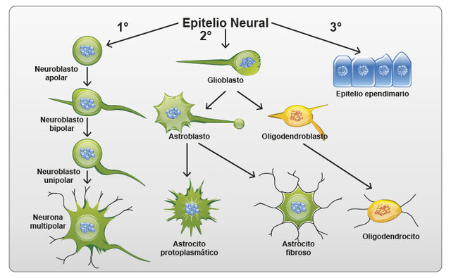 600  MILLONES AÑOS- APARICIÓN DE  PRIMERAS  NEURONAS
