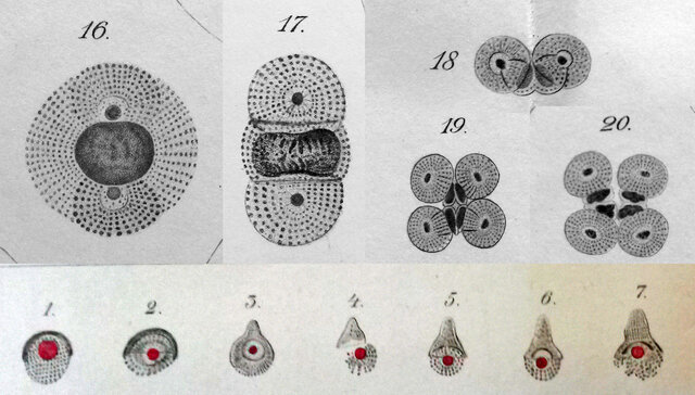 Édouard van Beneden