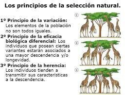La teoría de la selección natural (1858)