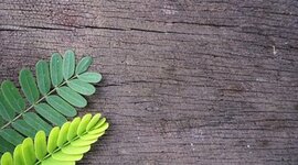 Timeline: desarrollo sustentable