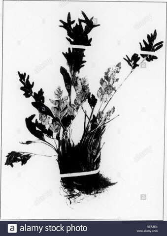 OTRAS NOCIONES AS NOCIONES DE CAUSAS